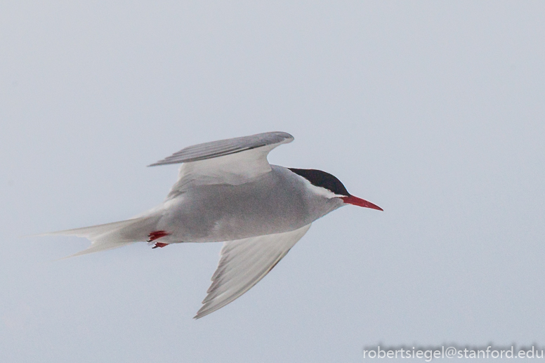 tern